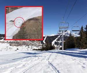 Nietypowe zdarzenie w Tatrach. Po stoku narciarskich hasał... prawdziwy kangur! [WIDEO]