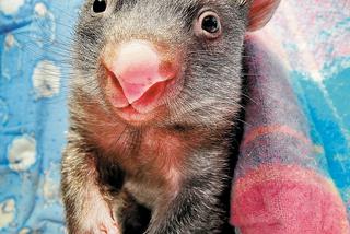 Miś zastąpił wombatowi tasmańskiemu mamę