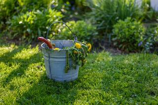 Domowe sposoby na chwasty - jak zwalczać chwasty w ogrodzie naturalnymi środkami