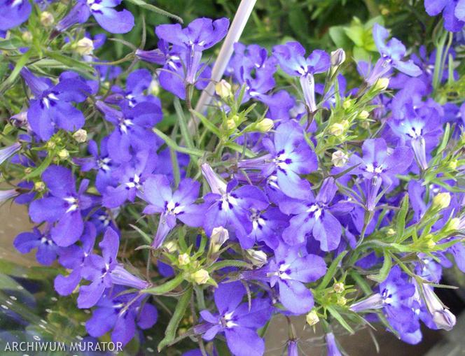 Lobelia przyladkowa