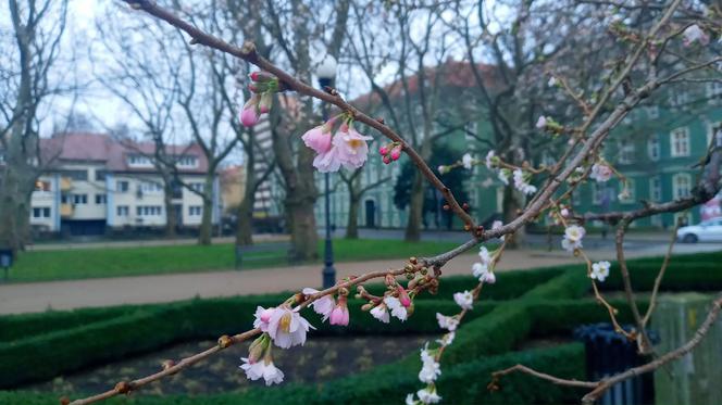 Wiosna w środku zimy! Na Jasnych Błoniach w Szczecinie zakwitło drzewo!