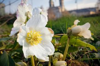 Kwiaty przedwiośnia.