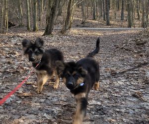 Studenci UWM pomagają! Akcja „Paka dla zwierzaka”