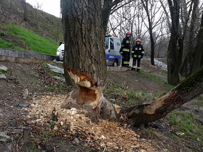 Bobry podcięły jedno z drzew przy ścieżce rowerowej na WYbrzeżu Helskim