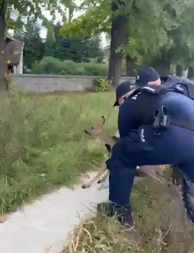 Policjanci uratowali tonącą sarenkę