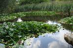 Ogród Botaniczny w Łodzi
