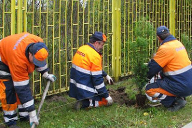 Tegoroczne Dni Środowiska w Skanska zostały poświęcone gospodarce drzewami