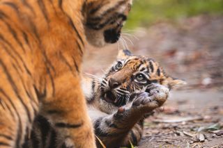 Tygrysy - Te zwierzęta urodziły się w ZOO Wrocław w 2024 roku