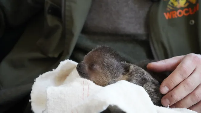Mały leniwiec z wrocławskiego zoo rozczula do łez! Muszą się nim opiekować pracownicy [WIDEO, ZDJĘCIA]
