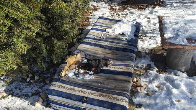 Koszmarna interwencja Animalsów w Krośnie