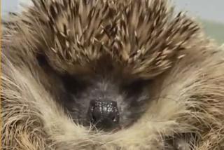 Wściekł się, bo wybudzili go ze snu