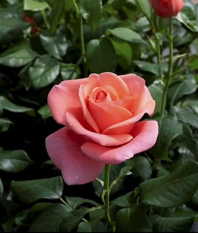 Zaskakujące wieści, chodzi o księżną Kate! "Niesamowita moc"