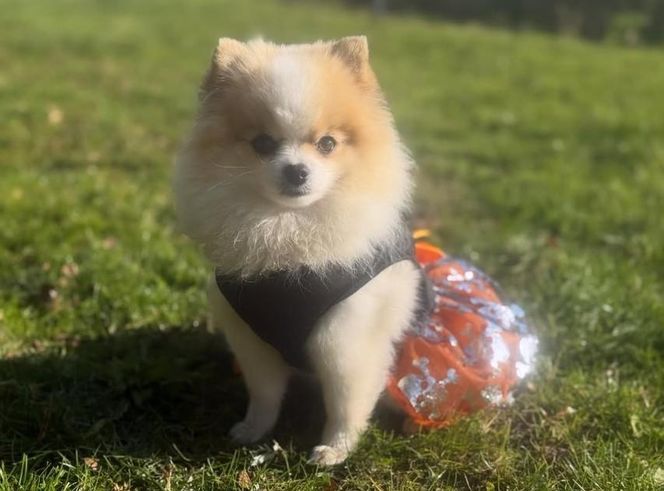 Daisy Najman, pies Marcina Najmana