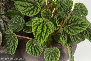 Peperomia kędzierzawa