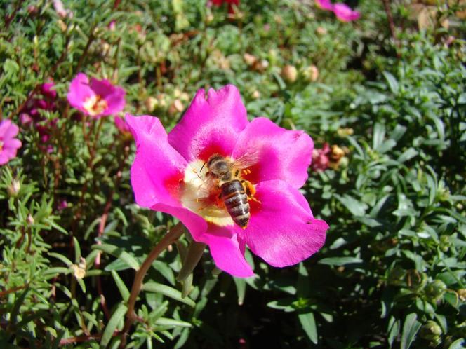 Portulaka wielkokwiatowa