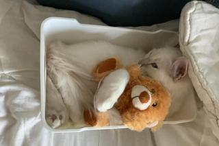 Dziś obchodzimy Międzynarodowy Dzień Kota! Oto „mruczki” naszych Czytelników. DUŻO ZDJĘĆ!