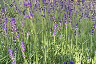 Dwie dziewczynki z Bydgoszczy zarabiają na wakacje. Ludzie zamawiają u nich od razu po kilka bukietów 