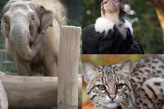 Słonica, kondor, flamingi i wielkie koty. Oto seniorzy – rekordziści z krakowskiego ZOO 