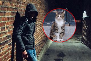 20-latek adoptował kota, by go skatować. Usłyszał wyrok. Sąd znacznie surowszy od prokuratury