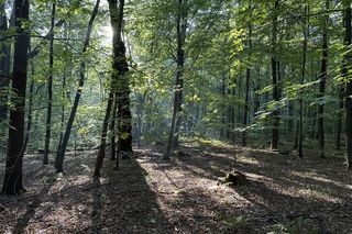 Park Repecki może stać się rezerwatem przyrody