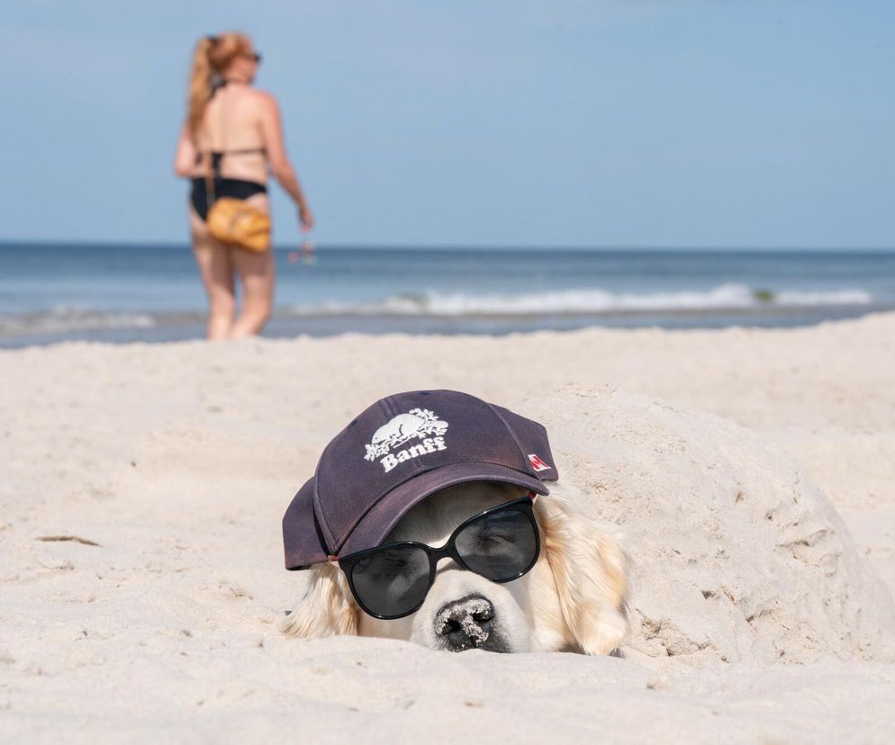 Zakaz psów na plażach? W tym mieście pospacerujesz z pupilem po złotym piasku latem