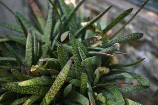 Gasteria