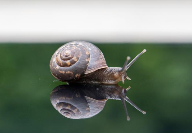 Ślimaki w ogrodzie. Co lubią jeść, jak się ich pozbyć? Zdjęcia