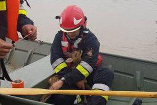 Busko: Strażacy uratowali malutkie sarenki! Gdyby nie oni, utopiłyby się w Wiśle! 