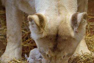4 Białe lwy w Zoo Safari Borysew