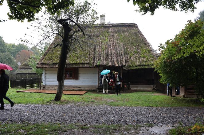 Tak ongiś siekano kapustę w woj. lubelskim. „Obieraczki kapuściane” w Muzeum Wsi Lubelskiej