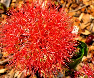 Krasnokwiat Katarzyny