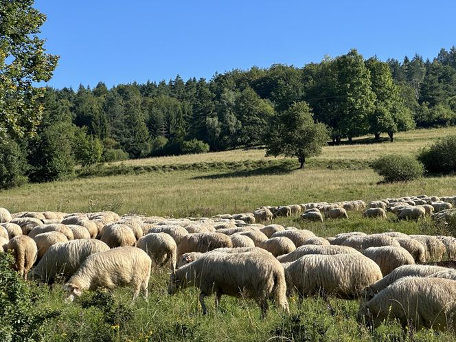 Łemkowie w Małopolsce. Ślady zostawione wszędzie