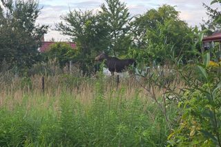 Nietypowy gość wystraszył działkowiczów! Musiała przyjechać policja