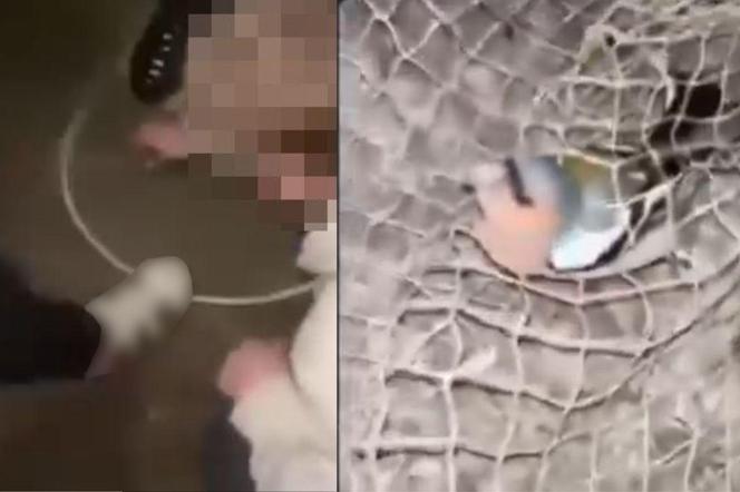 Grupka nastolatków ugotowała żywcem ptaka. Szokujące nagranie pojawiło się w sieci!