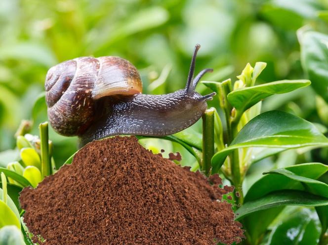Ślimaki uciekają od fusów