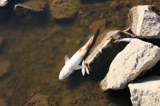 Katastrofa ekologiczna. Niemcy wykryli rtęć w Odrze. Ogłoszą stan klęski żywiołowej? 
