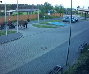 Poddębice. Wóz konny na parkingu komendy. Kierowca nietrzeźwy i z dożywotnim zakazem [ZDJĘCIA]. 