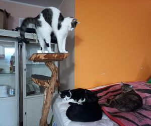 Poszukiwani wolontariusze do pomocy w Kociarni w Lesznie