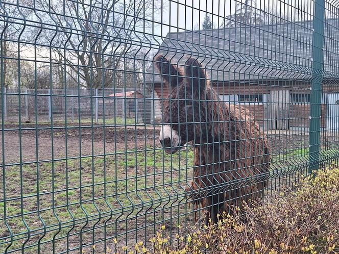 Chorzowskie zoo budzi się do życia ZDJĘCIA