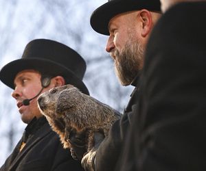 Świstak przepowiedział sześć tygodni zimy