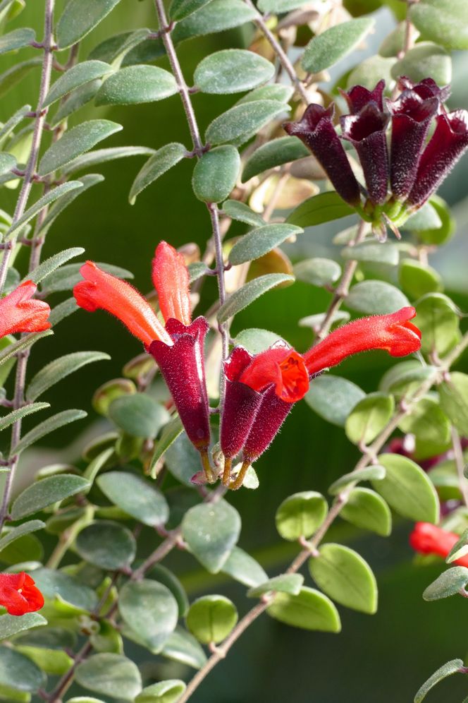 Eszynantus (Aeschynanthus)