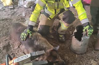 Nietypowa akcja strażaków-ochotników. Uratowali psa, którego głowa utknęła w… kanie po mleku
