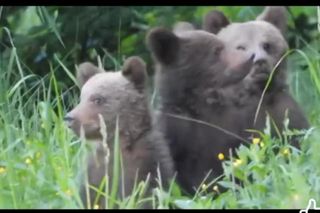 Misie trojaczki bawią się w chowanego