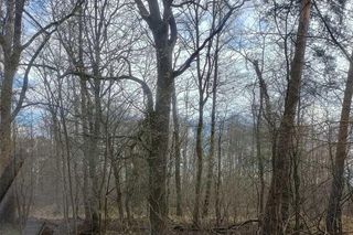 Wzniecał pożary w lasach. Podpalacz z Kuźni Raciborskiej zatrzymany. To 14-latek