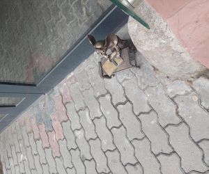 Myszka Molly jako zapracowany szklarz. Kolejna figurka z brązu stanęła, a właściwie usiadła za warsztatowym stołem przy bydgoskiej ulicy