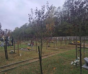 Rekordowa akcja Światełko Pamięci. Uczniowie z Łodzi porządkowali opuszczone groby