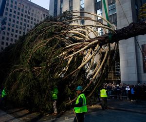 W Nowym Jorku stanęła choinka. Tłumy towarzyszyły jej transportowi