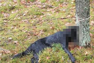 Przasnysz. MARTWY pies znaleziony w lesie! Został BRUTALNIE ZABITY!