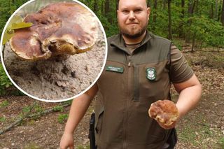 Pierwsze grzyby w woj. warmińsko-mazurskim. Leśnicy potwierdzają! 