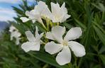 oleander